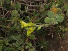 Nicotiana rupicola