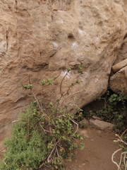 Nicotiana rupicola