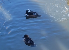 Lophodytes cucullatus