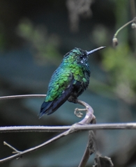 Chlorostilbon melanorhynchus