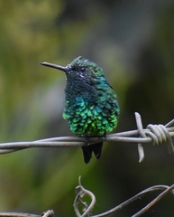 Chlorostilbon melanorhynchus