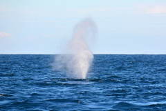 Balaenoptera musculus