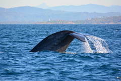 Balaenoptera musculus