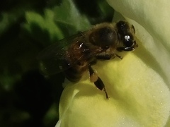 Apis mellifera