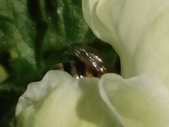 Apis mellifera