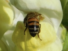 Apis mellifera