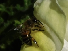 Apis mellifera