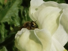 Apis mellifera