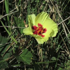Cienfuegosia drummondii