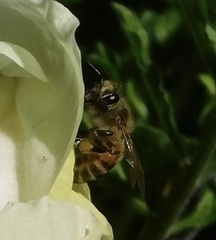 Apis mellifera