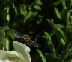 Apis mellifera