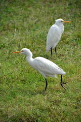 Bubulcus ibis