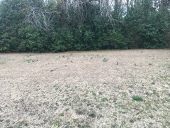 Turdus migratorius