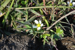 Ranunculus omiophyllus