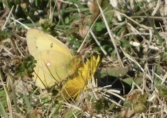 Colias eurytheme