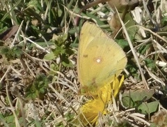 Colias eurytheme