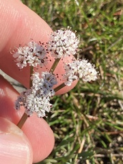 Lomatium piperi