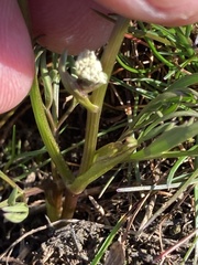 Lomatium piperi