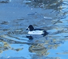 Bucephala clangula