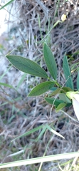 Clitoria nana