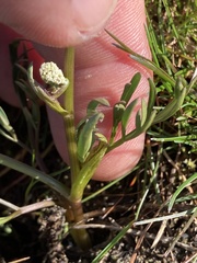 Lomatium piperi