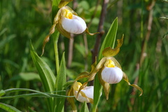 Cypripedium candidum