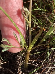 Lomatium piperi