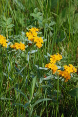 Lithospermum caroliniense croceum