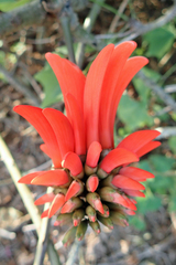Erythrina lysistemon