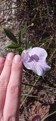 Clitoria nana