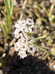 Lomatium piperi