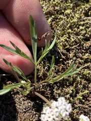 Lomatium piperi