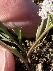 Lomatium piperi