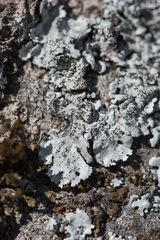 Parmelina pastillifera