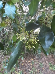Elaeocarpaceae