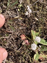 Lomatium piperi