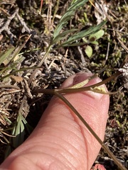 Lomatium piperi