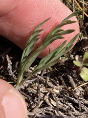 Lomatium piperi