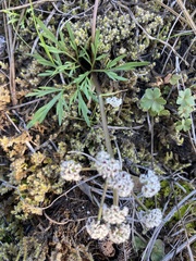 Lomatium piperi