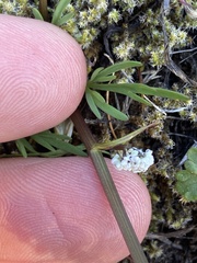 Lomatium piperi