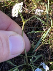 Lomatium gormanii