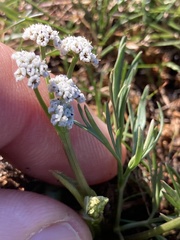 Lomatium gormanii