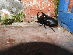 Heterogomphus schoenherri