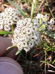 Lomatium gormanii