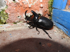 Heterogomphus schoenherri