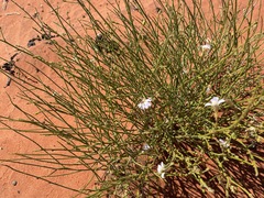 Scaevola basedowii