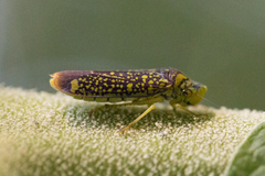 Aulacizes conspersa