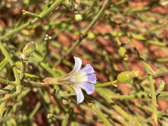 Scaevola basedowii