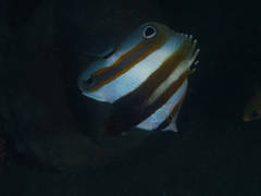 Coradion melanopus