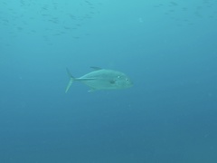 Caranx papuensis